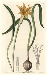 Žlutý pyrolirion (Amaryllis arvensis), původem z Peru - Silná voda od S. Wattse z ilustrace Sarah Anne Drake (1803-1857), extrahováno z Botanického registru