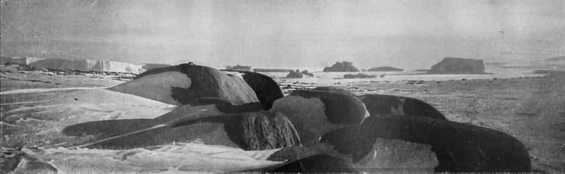 Žulové bloky hoblované starověkými ledovci na Cape Roberts, c1911, 1913.