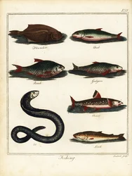 Lov: platýs, jelec, plotice, jelen, siven, úhoř, sekana. 1792 (rytina)