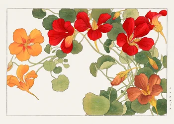 Květina Nasturtium z knihy "Seiyou Sokazufu"