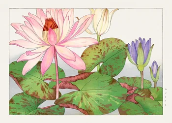 Nymphaea lotus z knihy "Seiyou Sokazufu