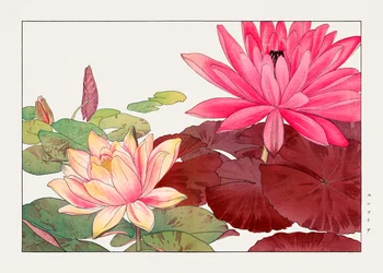 Nymphaea lotus z knihy "Seiyou Sokazufu