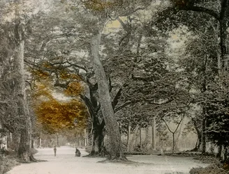 Stoleté stromy v parku Šimogamo, Kjóto, asi 1900-1915 (fotografie)