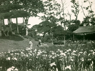 Kosatcová zahrada Horikiri Shōbu-en v Tokiu, kolem 1900-1915