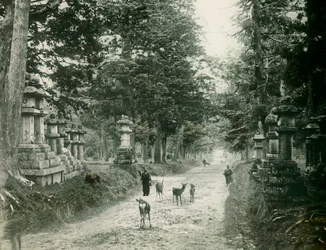 Park Kasauga Taisha v Naře, asi 1900-1915 (fotografie)