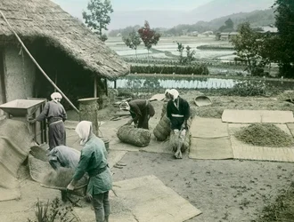 Rolníci vybírající rýži na okraji rýžových polí v Japonsku, asi 1900-1915 (fotografie)