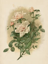 Růže Duchesse De Vallombrosa