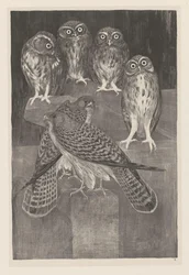 Čtyři sovy a dvě poštolky Animal Studies (původní název série)
