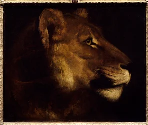 Obraz hlavy lvice od Theodora Gericaulta (1791-1824) Slunce 19. století. 0,55x0,65 m Paříž, Musee du Louvre. - Hlava lvice. Obraz Theodora Gericaulta (1791-1824)