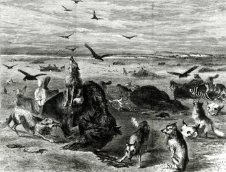Slaughter of Buffaloes on the Plains, z Harpers Weekly 1872