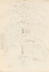 Studie stromu nad vodou (verso)