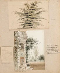 Studie cedru