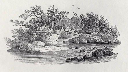 Zákrut řeky z „Historie britských ptáků, svazek 2: Vodní ptáci“, 1804