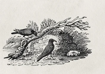 Vrány (Corvus corone corone) z „Dějin britských ptáků“, svazek I, vydáno 1797