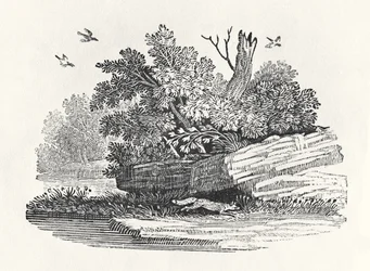 Prchající liška, z knihy „Obecné dějiny čtyřnožců“, vydané roku 1790