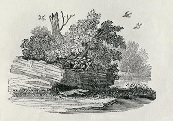 Fox na útěku, z „Obecné historie čtyřnožců“, vydané 1790 (dřevoryt)