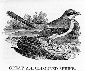 Great Ash-Coloured Shrike, ilustrace z „Historie britských ptáků“ od Thomase Bewicka, poprvé publikována v roce 1797