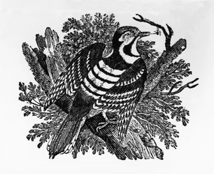 Pruhovaný datel, ilustrace z díla „The History of British Birds“ od Thomase Bewicka, poprvé vydaného roku 1797