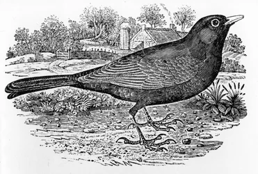 Kos černý, ilustrace z díla „A History of British Birds“ Thomase Bewicka, poprvé vydaného roku 1797
