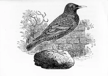Starling, ilustrace z „Historie britských ptáků“ od Thomase Bewicka, poprvé publikována v roce 1797