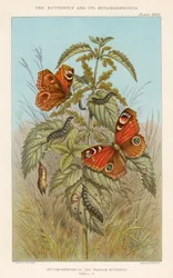Proměny babočky pavího oka, 1888