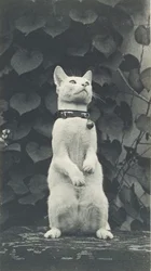 Kočka v Eakinsově dvoře, c. 1880-1890.