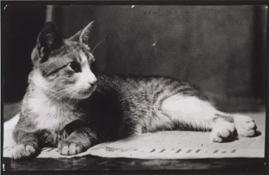 Kočka paní Thomas Eakins, c. 1880-1890.