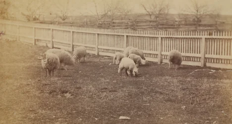 [Ovce na pastvině na farmě v Avondale, PA]