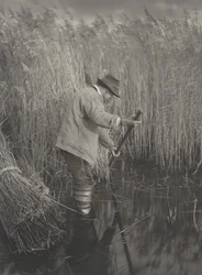 Řezačka rákosu při práci, 1886 (foto)