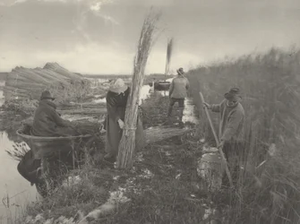 Během sklizně rákosu, 1886 (foto)