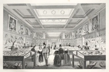 Britské muzeum, Zoologická galerie, z knihy "Londýnské interiéry s jejich kostýmy a ceremoniály" pub. Joseph Mead, Londýn, asi 1843 (ocelorytina)