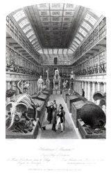 The Hunterian Museum, ilustrace k "Londýnským interiérům", rytina Edwarda Radclyffa, asi 40. léta 19. století