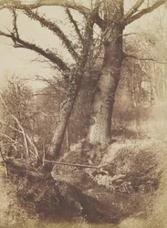 Stromy, 1854-57.