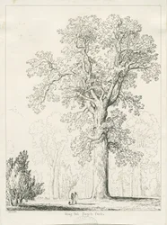Blithfield - King Oak : kresba perem a tuší