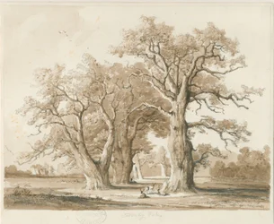 Teddesley Hall - Oak Trees: kresba tužkou a lavírováním, nd [listopad 1842] (kresba)