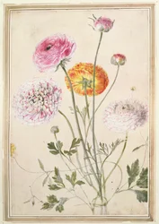Květinová studie, kolem 1760