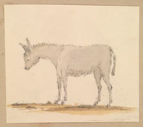 Studie osla, asi 1820 (pero a tuš, wash, akvarel)