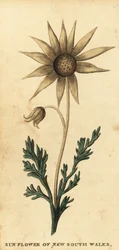 Flanel květ, Actinotus helianthi. ,1800 (rytina)