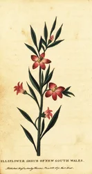 Gilliflower keř z Nového Jižního Walesu. ,1800 (rytina)