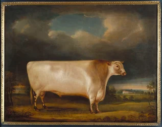 Kometa, lehký grošovaný býk s krátkým rohem v krajině, 1811