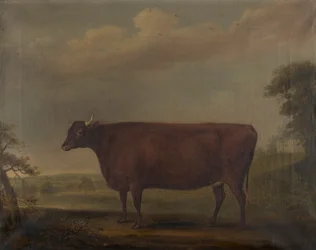 Red Devon Heifers in landscape, c.1812 (olej na plátně)