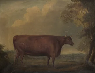 Red Devon Heifers in landscape, c.1812 (olej na plátně)