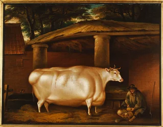 Bílá jalovice, která cestovala s mužem, který krájel tuřín na stájovém dvoře, 1811