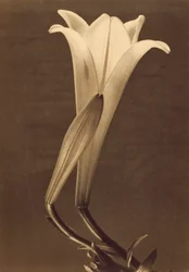 Platinový tisk Lily od Tiny Modotti