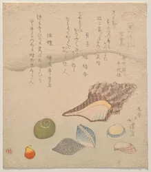 Seven Shells at the Edge of the Sea, ze série Shells Compendium (Kaizukushi)