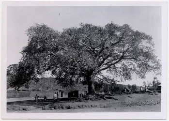 Strom s široce rozprostřenou korunou před vesnickou zdí, Axum, Etiopie, fotografie Ugo Monneret de Villard