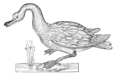 Ornithologiae hoc est de avibus historiae libri XII