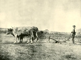 Tým Bullock Plow, 1901.