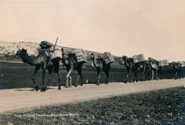 Velbloudí vlak směřující do Damašku, 1936