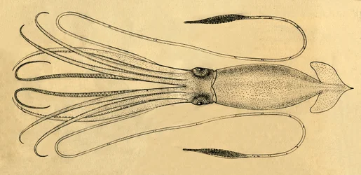 Diagram obří chobotnice, 1881.